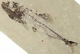 Cretaceous Fish (Spaniodon) With Pos/Neg - Lebanon #200636-4